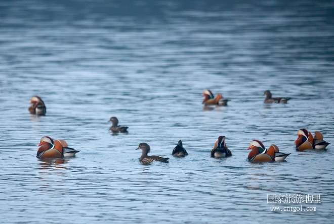 進(jìn)入初冬，大批野生鴛鴦陸續(xù)飛抵江西婺源縣賦春鎮(zhèn)鴛鴦湖越冬，小精靈們?cè)诤嫔匣蛳嗷ヒ蕾?、卿卿我我；或隨波逐流、嬉戲打鬧，悠閑自在生活在青山綠水之間，優(yōu)良的水域和豐富的湖畔闊葉林，為鴛鴦過冬提供良好生存環(huán)境，婺源鴛鴦湖已成為亞洲最大的野生鴛鴦越冬棲息地。（攝于12月4日下午）
