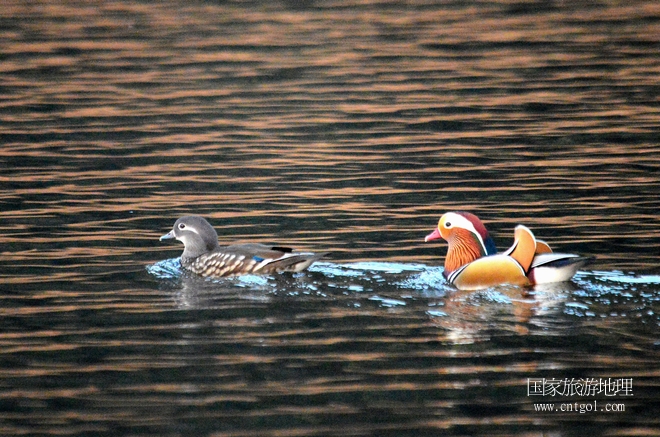 進(jìn)入初冬，大批野生鴛鴦陸續(xù)飛抵江西婺源縣賦春鎮(zhèn)鴛鴦湖越冬，小精靈們?cè)诤嫔匣蛳嗷ヒ蕾?、卿卿我我；或隨波逐流、嬉戲打鬧，悠閑自在生活在青山綠水之間，優(yōu)良的水域和豐富的湖畔闊葉林，為鴛鴦過冬提供良好生存環(huán)境，婺源鴛鴦湖已成為亞洲最大的野生鴛鴦越冬棲息地。（攝于12月4日下午）